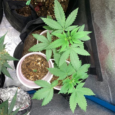 Purple Ayahausca growlog timeline photo