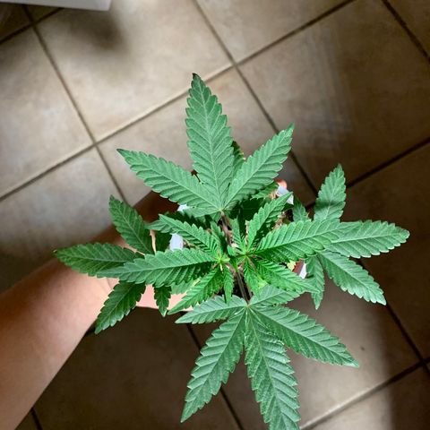 Purple Ayahausca growlog timeline photo