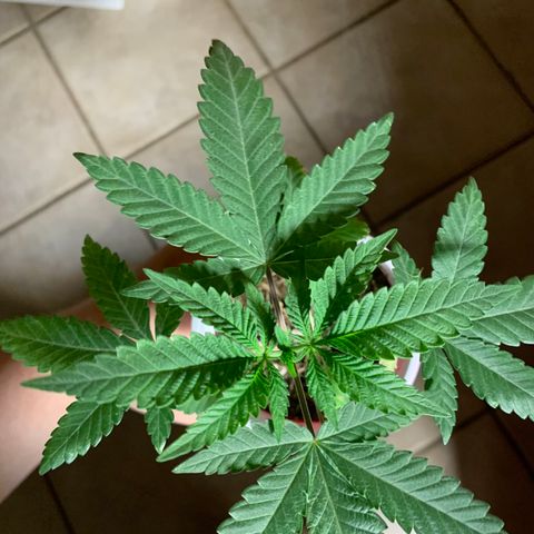 Purple Ayahausca growlog timeline photo