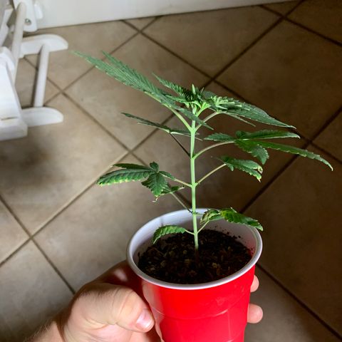 Purple Ayahausca growlog timeline photo