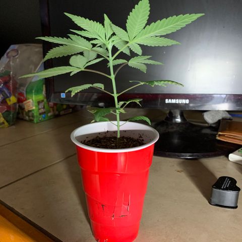 Purple Ayahausca growlog timeline photo