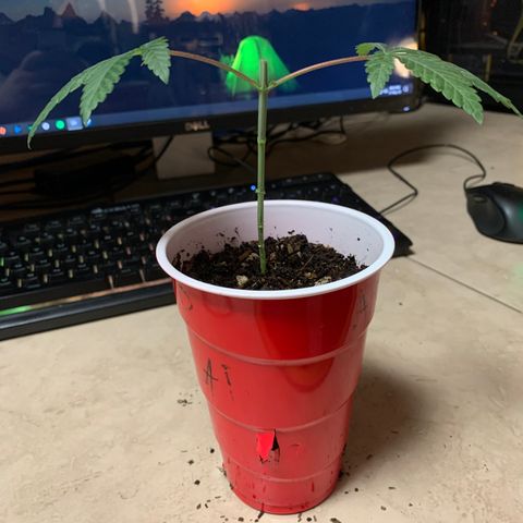 Purple Ayahausca growlog timeline photo
