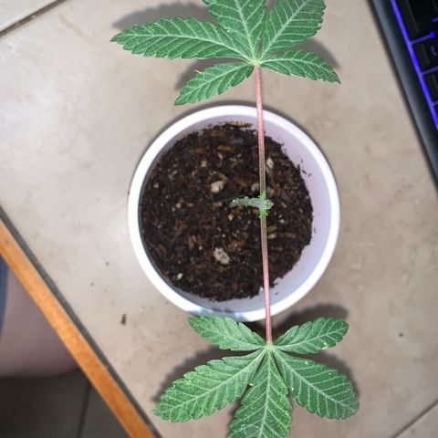 Purple Ayahausca growlog timeline photo