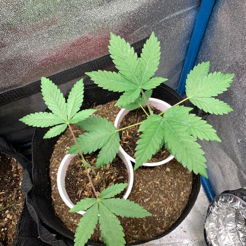 Purple Ayahausca growlog timeline photo