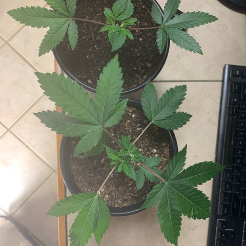 Purple Ayahausca growlog timeline photo
