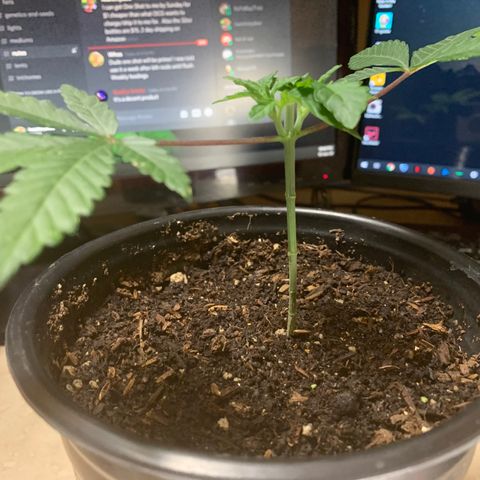 Purple Ayahausca growlog timeline photo