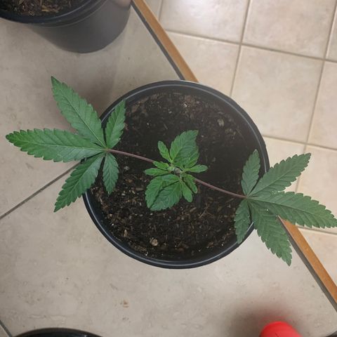 Purple Ayahausca growlog timeline photo