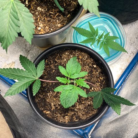 Purple Ayahausca growlog timeline photo