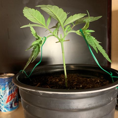 Purple Ayahausca growlog photo: Topped and trained. 