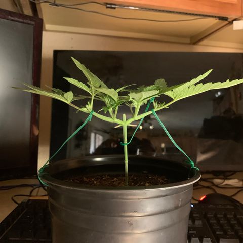 Purple Ayahausca growlog timeline photo