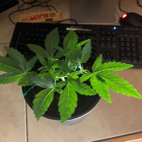Purple Ayahausca growlog timeline photo