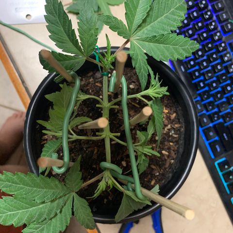 Purple Ayahausca growlog timeline photo