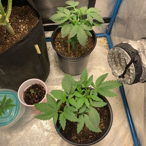 Purple Ayahausca growlog timeline photo