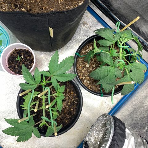 Purple Ayahausca growlog timeline photo