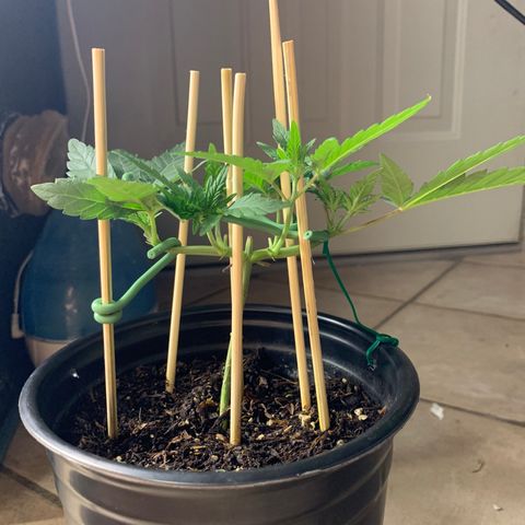 Purple Ayahausca growlog timeline photo