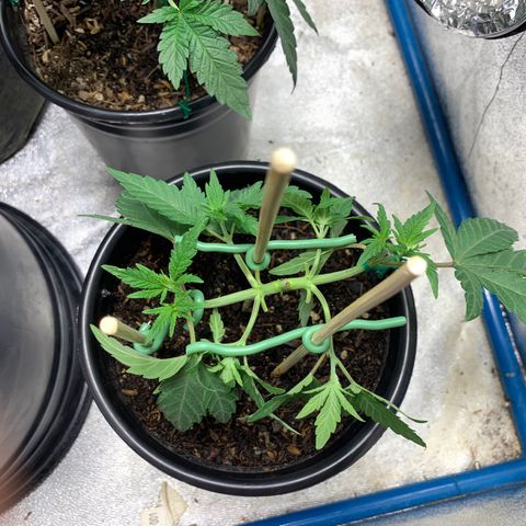 Purple Ayahausca growlog timeline photo