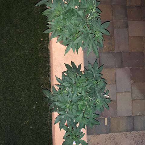 Purple Ayahausca growlog timeline photo
