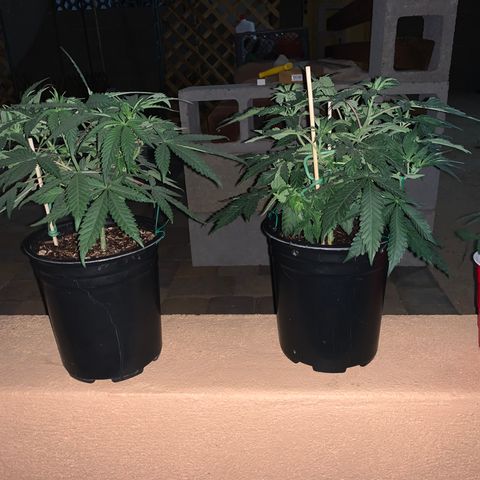 Purple Ayahausca growlog timeline photo