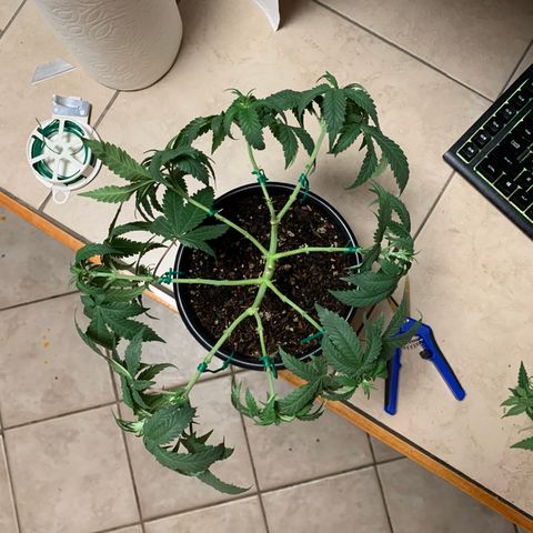 Purple Ayahausca growlog timeline photo