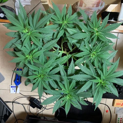 Purple Ayahausca growlog timeline photo