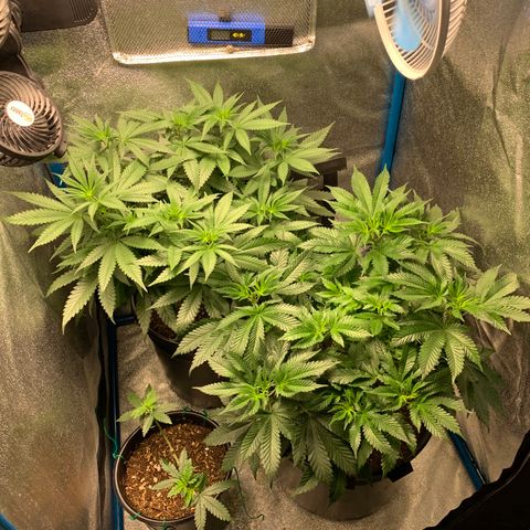 Purple Ayahausca growlog timeline photo