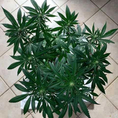 Purple Ayahausca growlog timeline photo