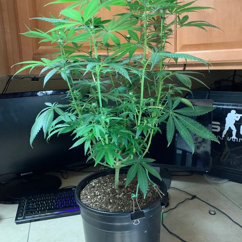 Purple Ayahausca growlog timeline photo