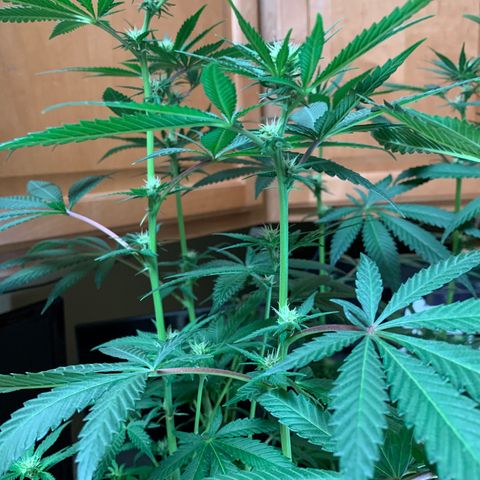 Purple Ayahausca growlog timeline photo
