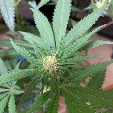 Purple Ayahausca growlog timeline photo