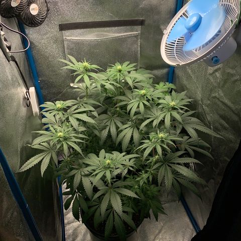 Purple Ayahausca growlog timeline photo