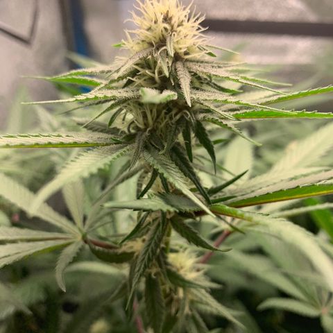 Purple Ayahausca growlog timeline photo