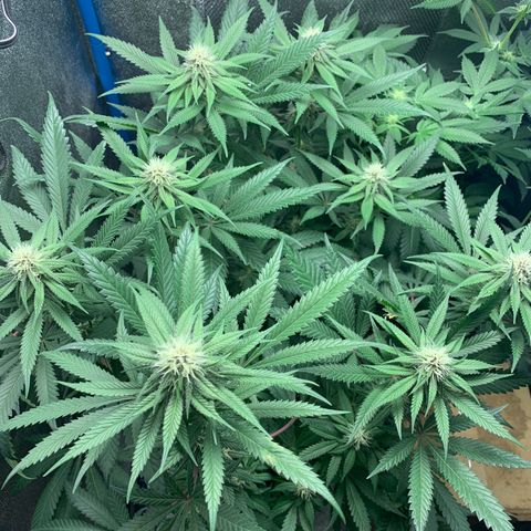 Purple Ayahausca growlog timeline photo