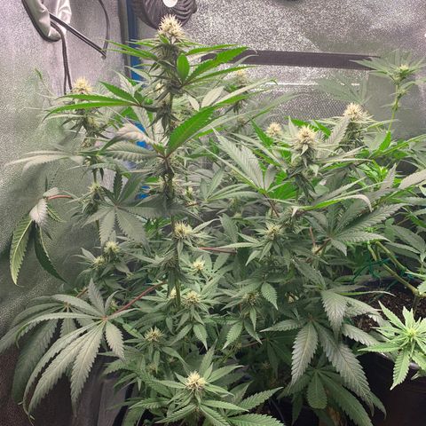 Purple Ayahausca growlog timeline photo