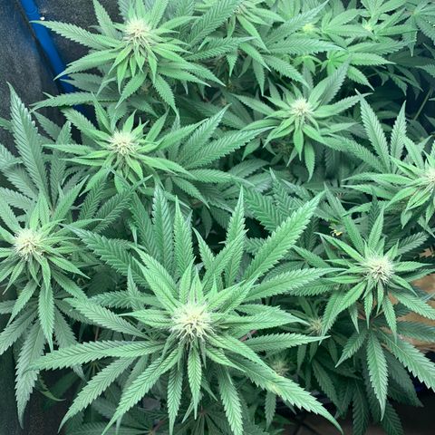 Purple Ayahausca growlog timeline photo