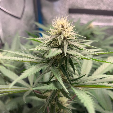 Purple Ayahausca growlog timeline photo