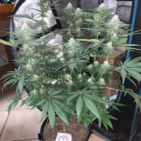 Purple Ayahausca growlog timeline photo