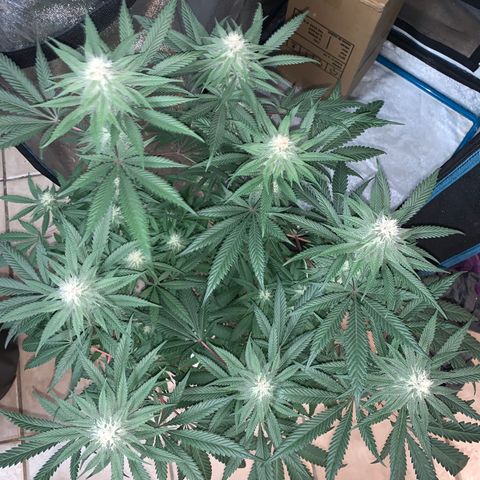 Purple Ayahausca growlog timeline photo
