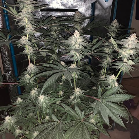 Purple Ayahausca growlog timeline photo