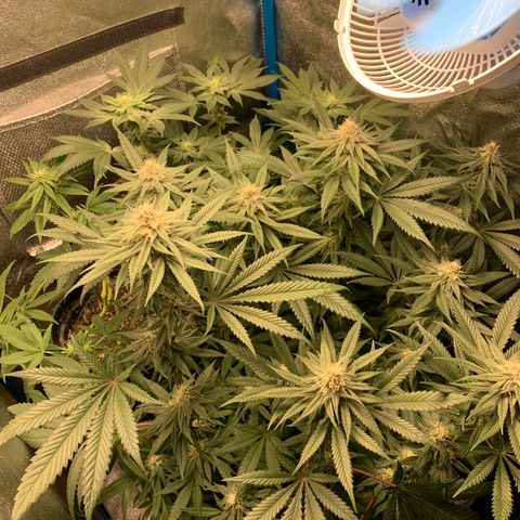 Purple Ayahausca growlog timeline photo