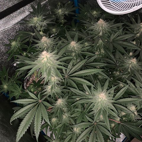 Purple Ayahausca growlog timeline photo