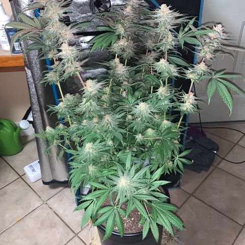 Purple Ayahausca growlog timeline photo