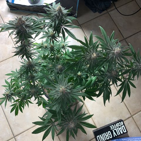 Purple Ayahausca growlog timeline photo