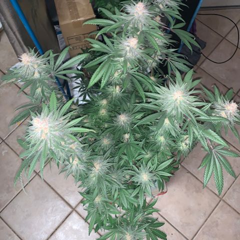 Purple Ayahausca growlog timeline photo