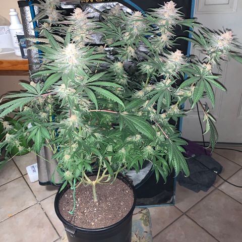 Purple Ayahausca growlog timeline photo