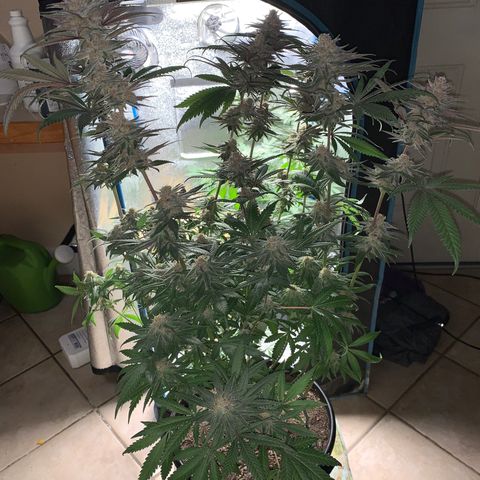 Purple Ayahausca growlog timeline photo