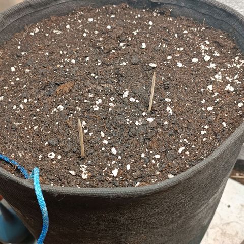 Gorilla Cookies Auto growlog timeline photo