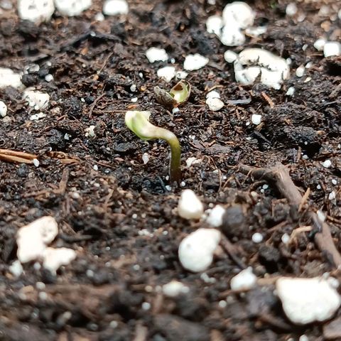 Gorilla Cookies Auto growlog timeline photo
