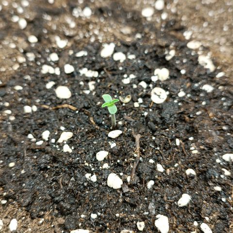 Gorilla Cookies Auto growlog timeline photo
