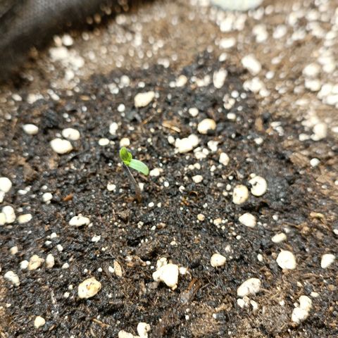 Gorilla Cookies Auto growlog timeline photo