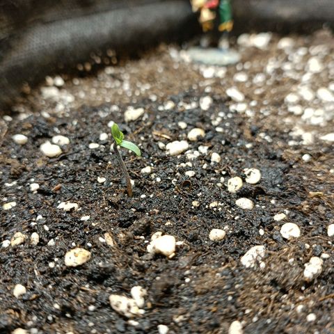 Gorilla Cookies Auto growlog timeline photo